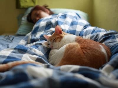 Do Cats Understand Sleep