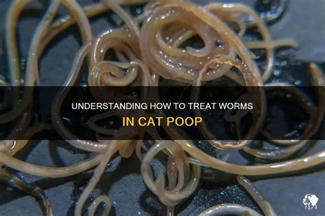 Do Cats With Worms Throw Up