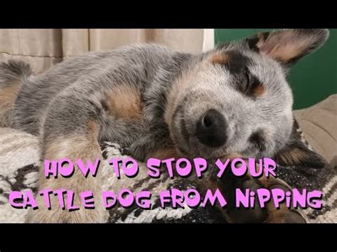 Do Cattle Dogs Nip