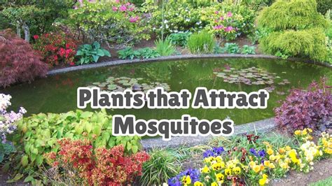 Do Certain Plants Attract Mosquitoes