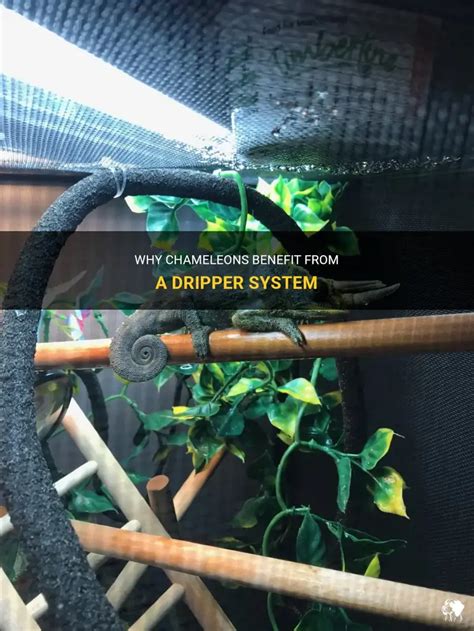 Do Chameleons Need A Dripper