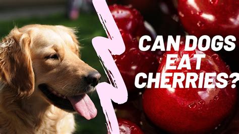 Do Cherries Kill Dogs