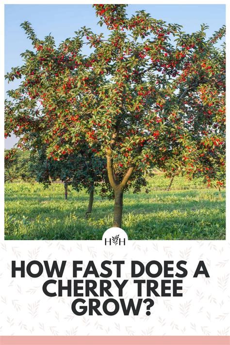 Do Cherry Blossom Trees Attract Bugs