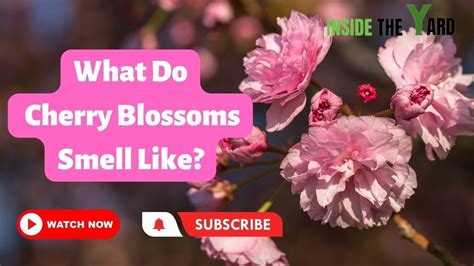 Do Cherry Blossom Trees Smell