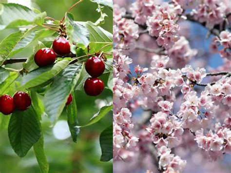 Do Cherry Trees Make Cherries