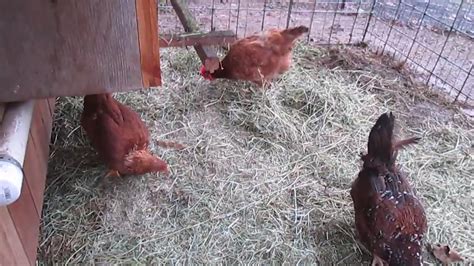 do chickens eat alfalfa hay
