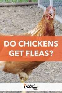 do chickens eat fleas