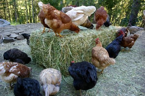 do chickens like alfalfa hay