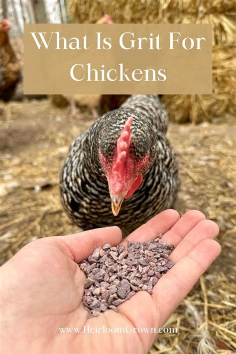 Do Chickens Need Grit With Pellets