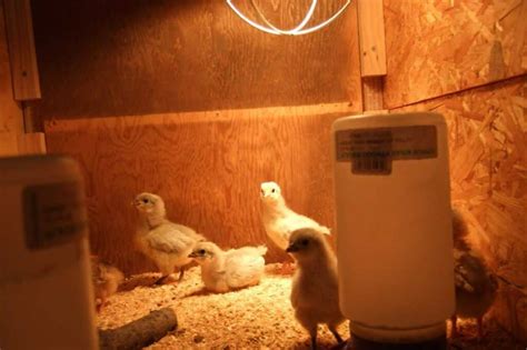 Do Chickens Need Light In Winter