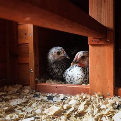 Do Chickens Need Shavings In Their Coop
