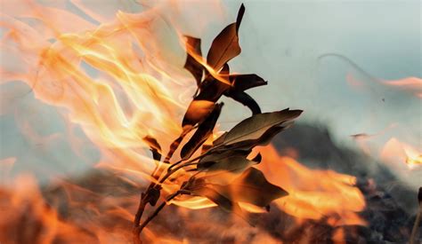 Do Christmas Trees Spontaneously Combust