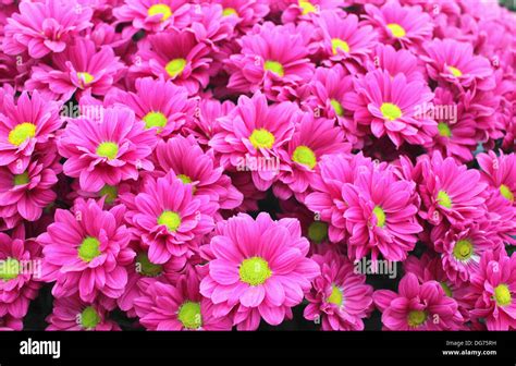 Do Chrysanthemums Spread