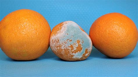 Do Clementines Get Moldy