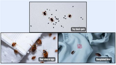 Do Clothes Carry Bed Bugs