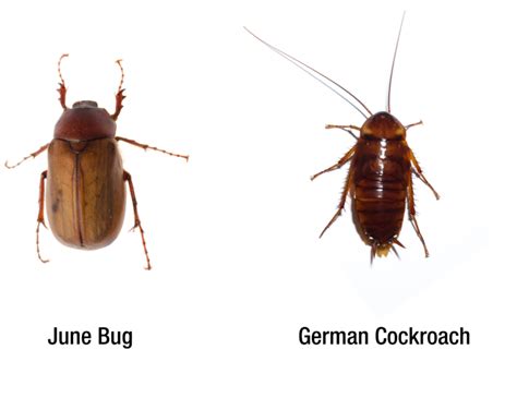 do cockroaches buzz