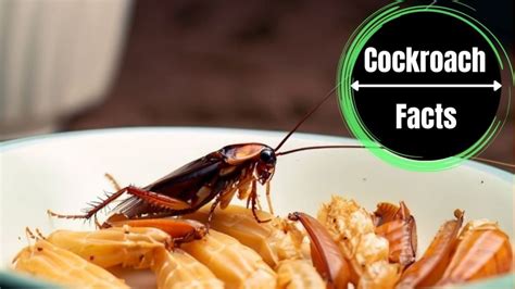 Do Cockroaches Like The Smell Of Poop