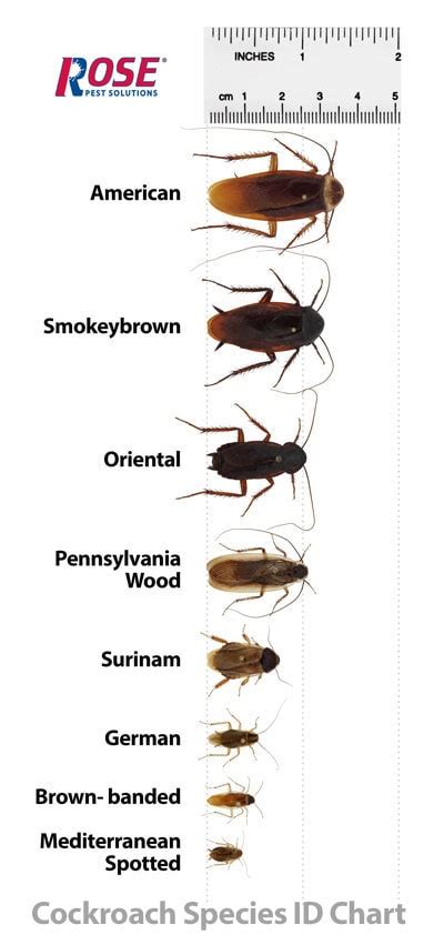 Do Cockroaches Live In Michigan