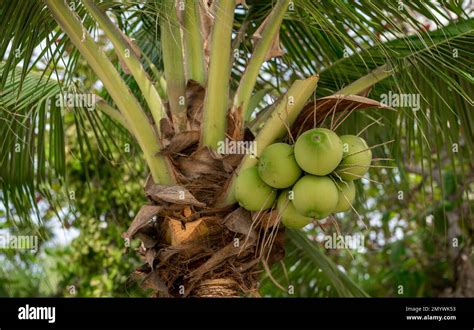 Do Coconut Trees Have Branches