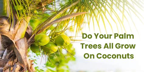 Do Coconuts Grow On Palm Trees Stranded Deep