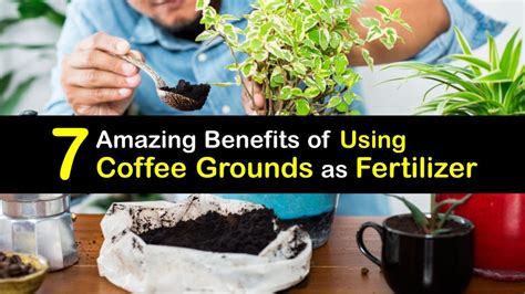 Do Coffee Grounds Work As Fertilizer