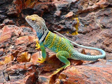 Do Collared Lizards Eat