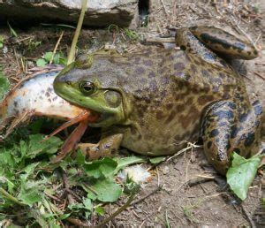 Do Common Frogs Eat Fish