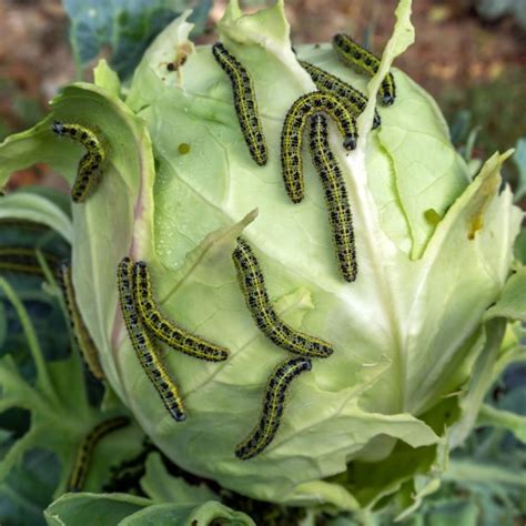 Do Compost Worms Like Cabbage