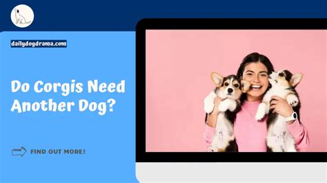 Do Corgis Need Another Dog