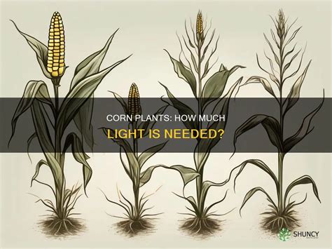 Do Corn Plants Need Light