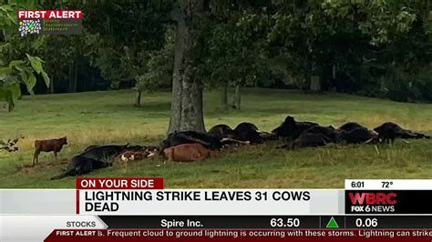 Do Cows Get Struck By Lightning