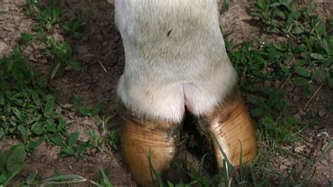 do cows have a split hoof