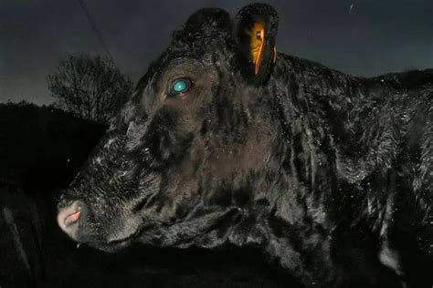 Do Cows Have Night Vision