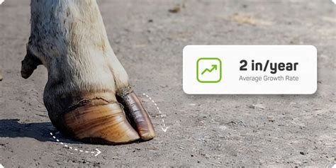 do cows hooves grow back