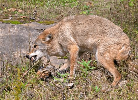 do coyotes eat their own