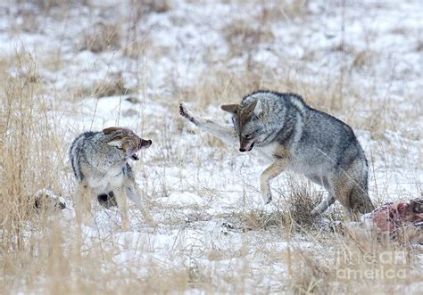 do coyotes fight each other