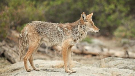 do coyotes hunting packs