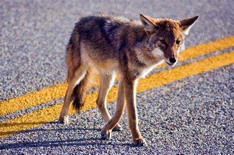 do coyotes like cold weather