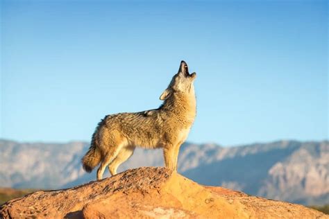 do coyotes live in arizona