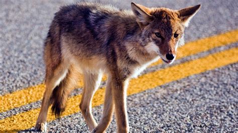 do coyotes live in north carolina