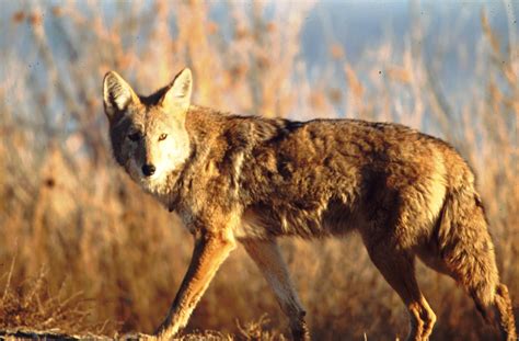do coyotes live in the rainforest