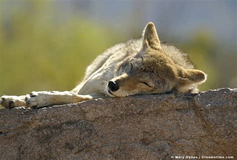 do coyotes sleep during the day