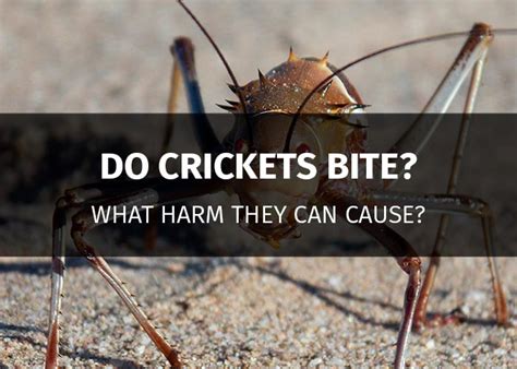 Do Crickets Really Bite: Uncovering the Truth About Cricket Bites