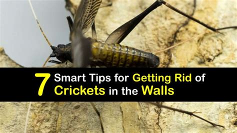 Do Crickets Hide In Walls