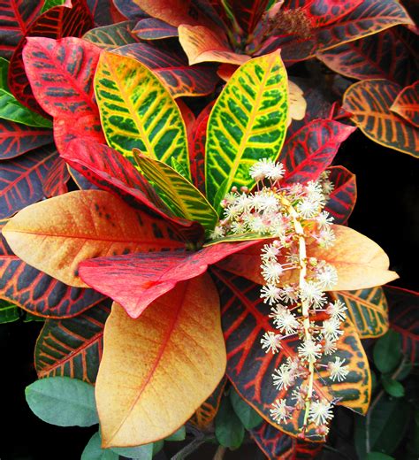 Do Croton Plants Bloom