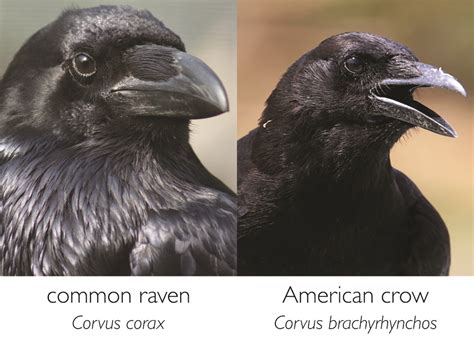 do crows and ravens sound alike