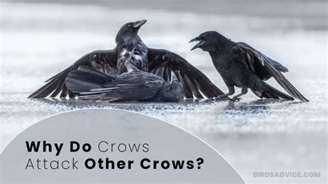 Discover 7 Insights do crows attack other birds Avian Conflicts Revealed