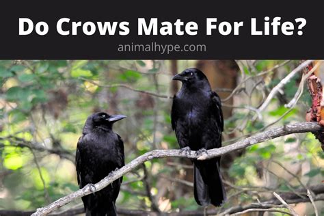 Discover 10 Insights do crows mate for life Uncovering their lasting bonds