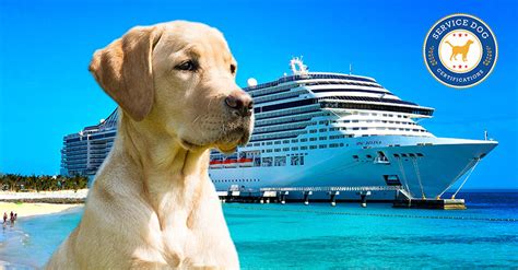 Top 10 Reasons To Take Your Guide Dog On A Cruise Planit Patrick