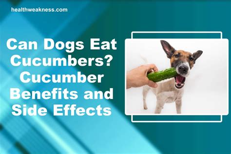Do Cucumbers Harm Dogs